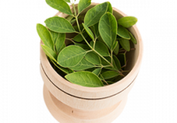 Immune Booster & Daily Wellness